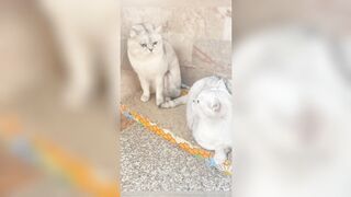 Cat Compilation