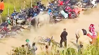 wow BEST Bufalo Fight OF 2022