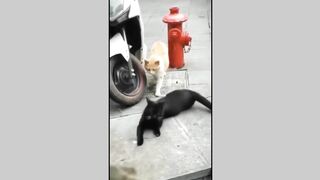 funny pet tiktok