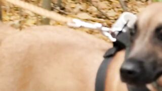 what time to take the dog out for a walk