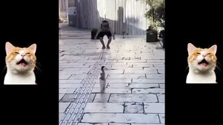 Funny animal cat