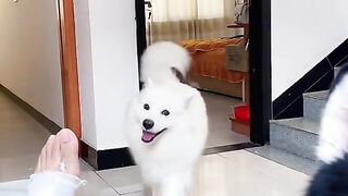 Dogs Troll the Owner :))