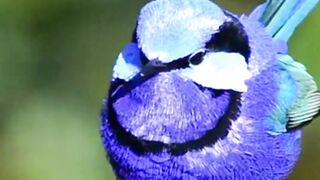 Beautiful Birds the Superstars of Nature????