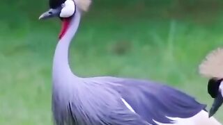 Beautiful bird in the world #birds