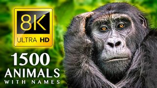 1500 ANIMALS NAMES and SOUNDS 8K ULTRA HD.mp4 Upload video