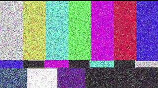 Funny  video animals