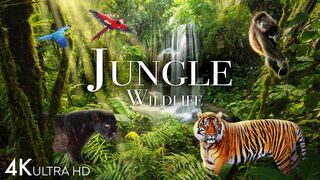 Jungle Wildlife In 4K - Animals That Call The Jungle Home _ Rainforest _ Scenic Relaxation Film.mp4