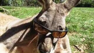 Funny Kangaroo
