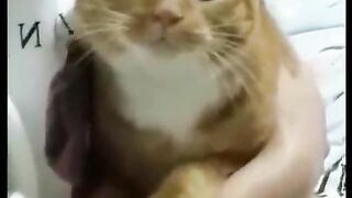 Siapa yang suka menggoda kucing.? Wkwkw