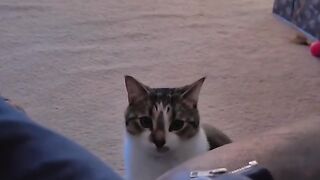 Holidays _cats _catsoftiktok _sillykitty _adoptdontshop _rescuecat _catsvideo _catslover_Christmas Cat Songs_Christmas Cat
