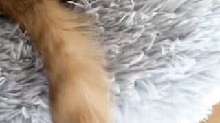 Dancingcat_christmas_cutepets_bestie_catdad_catdaddy_hubby_dancingcatvideo_catdance _christmas