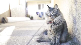 Funny animals videos part -1
