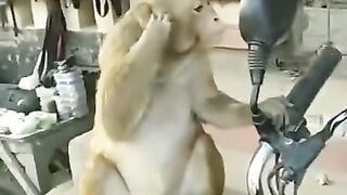 முகத்தை கண்ணாடியில் பார்த்த குரங்கு கொடுத்த ரியாக்சன்