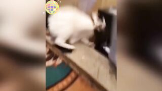 Animais engraçados Fazendo palhaçadas