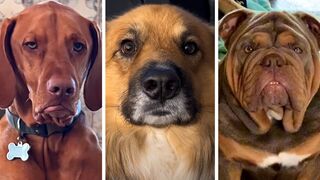 Ultimate Funny DOGS Compilation ????????