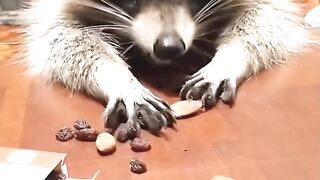 Look it is cute animale