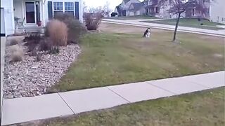 He’s the main character,Is there ever too much snow for a husky?