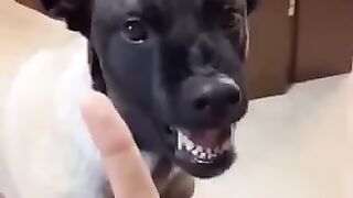 Animal funny video part 2