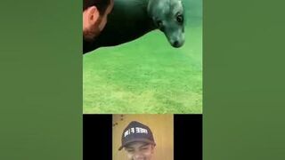 funny animals