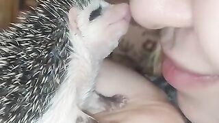 Cute littele hedgehog is addicted to kissess viral hog