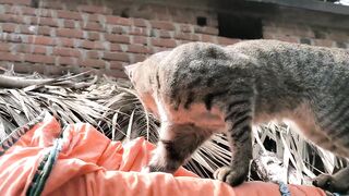 Funny Cats And Dogs Videos / Funny Animals Videos 2022