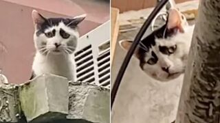 Funny Dogs and Cats Video Compilation ? Funny Animal Video