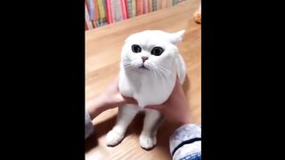 Funniest Cats and Dogs ???????? Funny Animal Videos - Best Funny Animal Videos Of The 2022