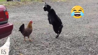 Cute Baby Goat VS Chicken Funny Videos - Funny Baby Goat Compilation
