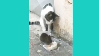 Funny animal videos part-3