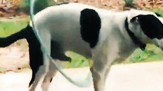 7cute dog playing hula-hop
