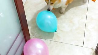 My dog is very clever.