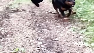 Great black dogs