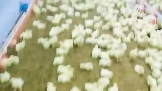 Baby chicks