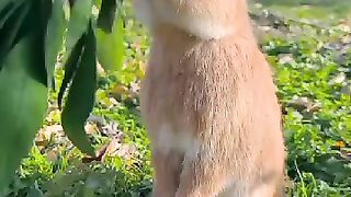 Cute rabbit enjoying orange ????