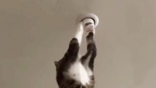 Funny animal videos part 7 | video hewan lucu bagian 7