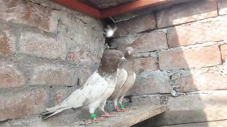 Beautiful pigeon breeder pair best flying lakha