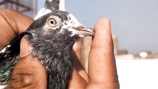 Beautiful pigeon parvazibest flying pigeons