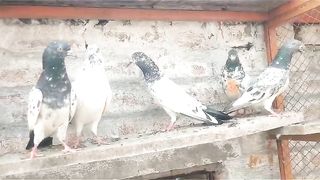 Beautiful pigeon breeder pair best flying 2