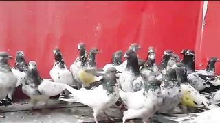 Beautiful pigeon new parvazi pigeon best flying