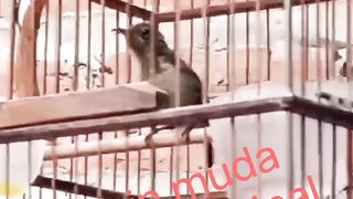 the sound of honey-eating birds
