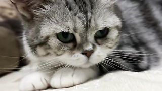 Funny cat video 37