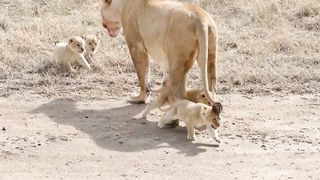 Six lions cubs enjoy their first outdoor adventure with their mom