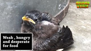 Baby bird feeding and raising / How to feed