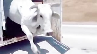 Video 424
