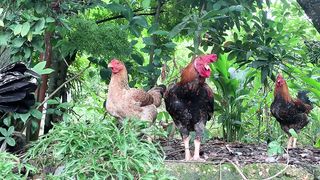 Raising Happy and Healthy Farm Animals