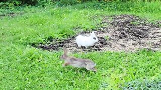 Pet rabbit meets wild rabbit for the first time