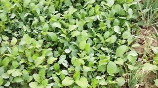Ghar mein sabji lagana ek accha aur swasth vikalp hai. Aap kis tarah ki sabji lagana chahte hain?