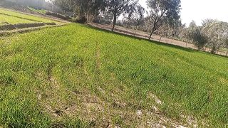 Fields 7