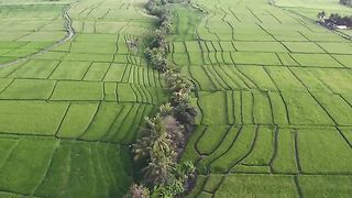 Sounds of Bali's Lush Green Rice Fields | Bird Sound Ambience | Rural Indonesia | Nature | ASMR