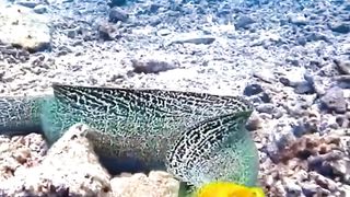 underwater beauty. the importance of preserving our nature